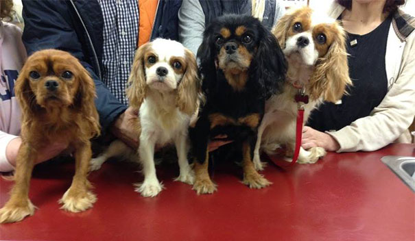 cavalier-king-charles-cocker-spaniel-rescue-puppy-mill-auction-22