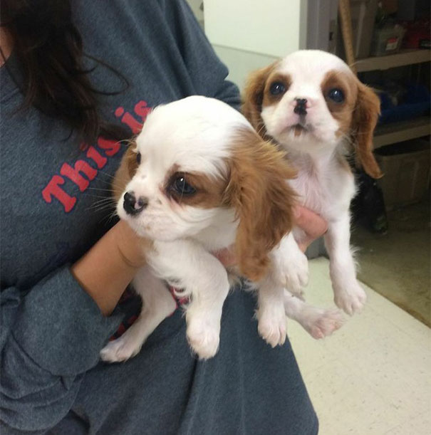 cavalier-king-charles-cocker-spaniel-rescue-puppy-mill-auction-27