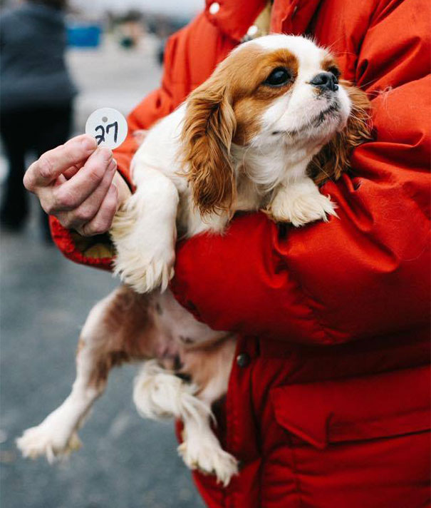 cavalier-king-charles-cocker-spaniel-rescue-puppy-mill-auction-7