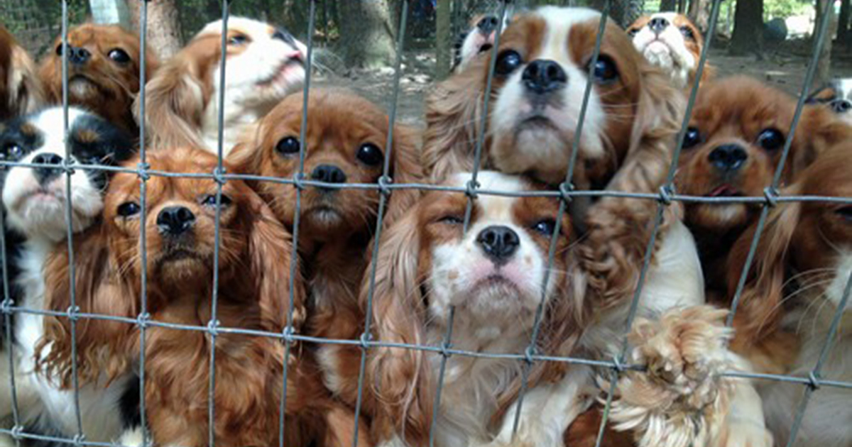 Volunteers Rescue 108 Abused Dogs From Breeding Farm Bored Panda