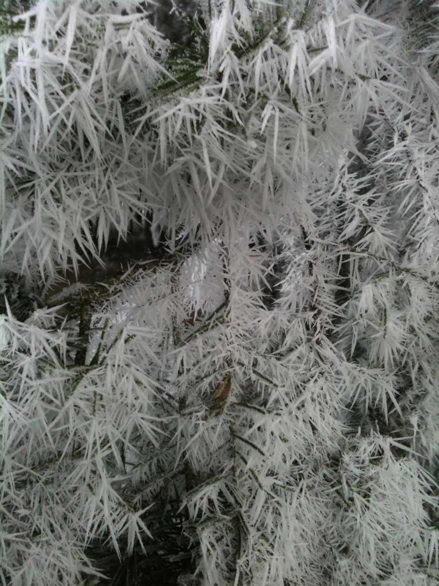 Frozen Frost