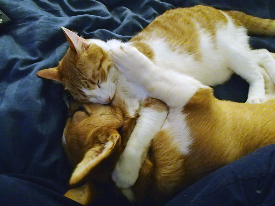 corgi-cat-friends-animal-friendship-love-10