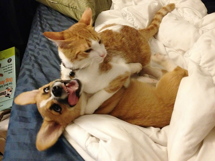 This Corgi And Cat Are Inseparable Friends