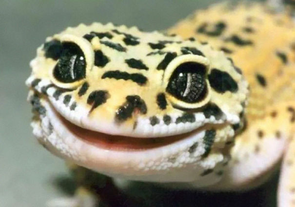 Adorable Leopard Gecko