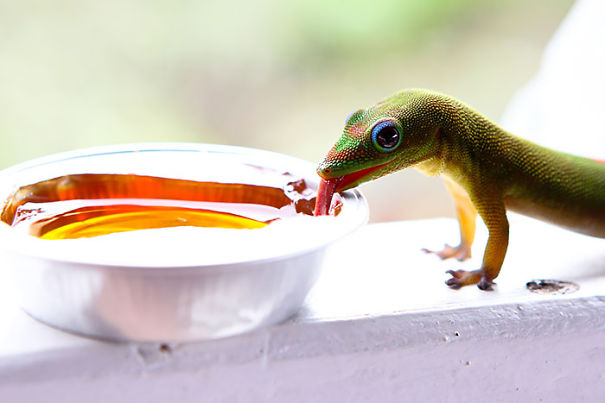 A Gecko Enjoying Some Guava Jelly