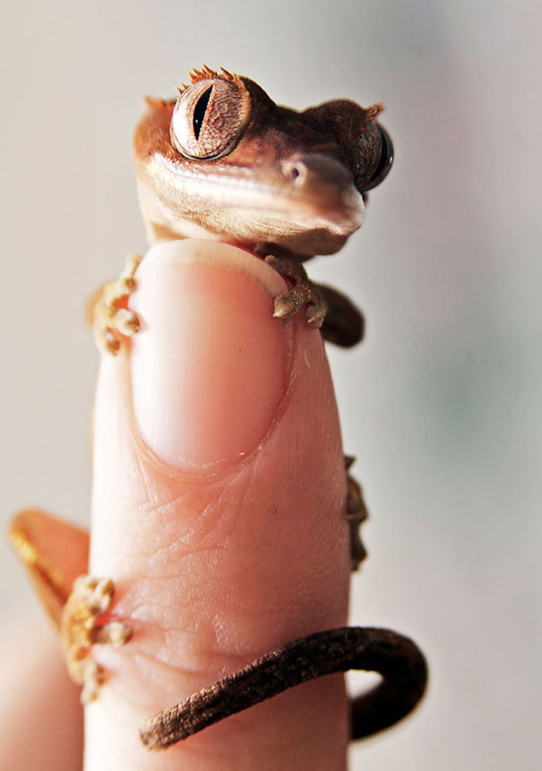 Fingertip Gecko