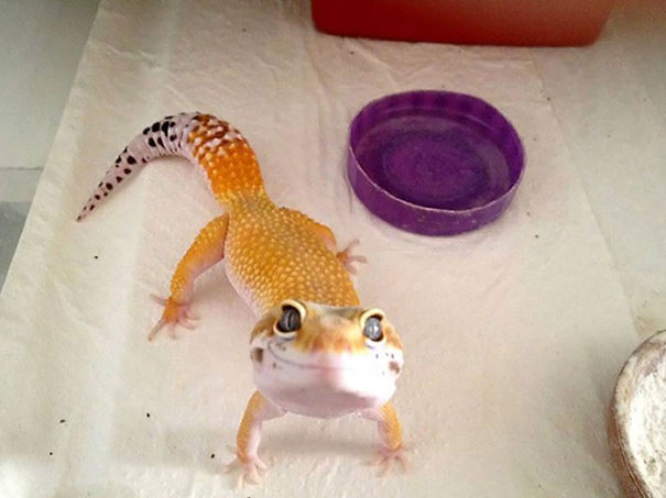 Happy Gecko