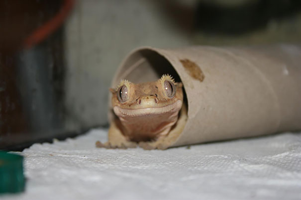 Happy Crested Gecko