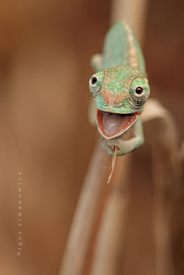Happy Chameleon