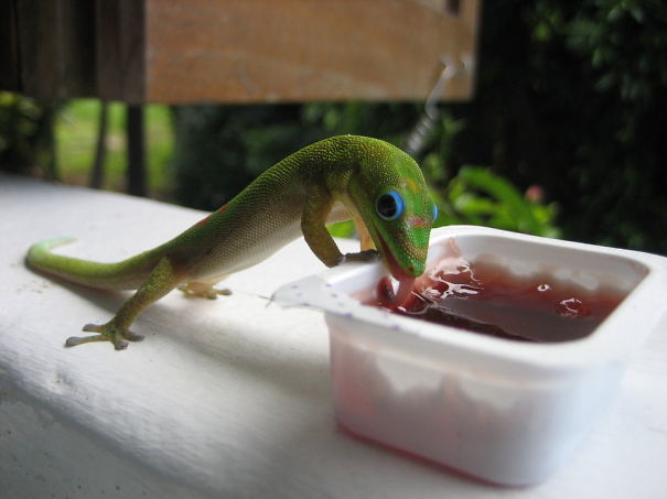 Gecko Likes Bbq Sauce