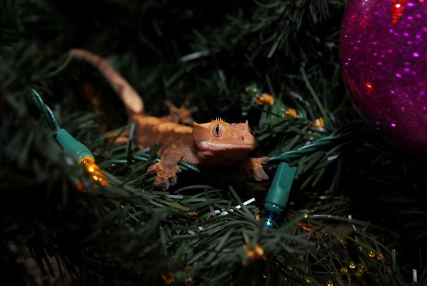 Crested Gecko Exploring Christmas Tree