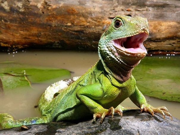 Happy Baby Iguana After Bath