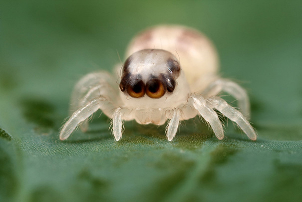 Baby Jumping Spider
