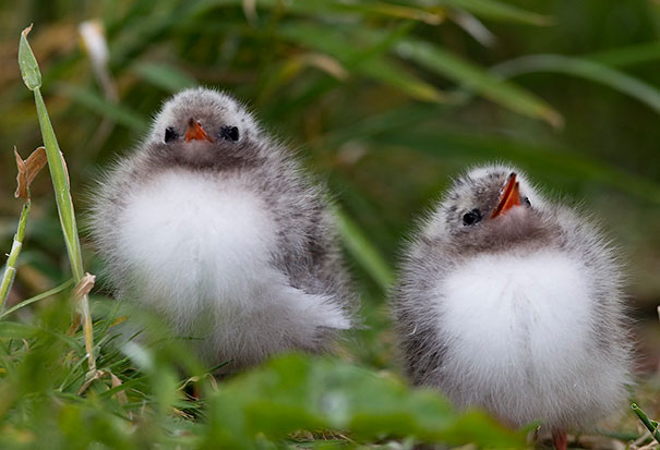 Arctic Tern Chicks