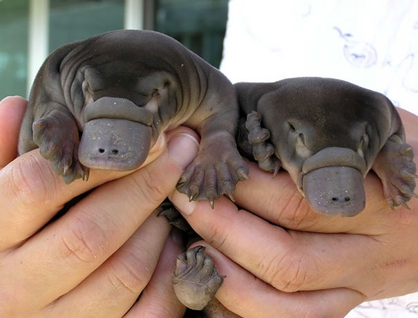 Baby Platypus