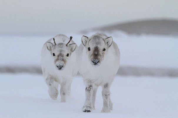 Baby Reindeers