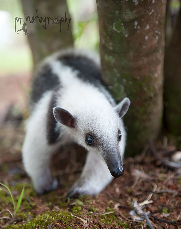 Baby Anteater