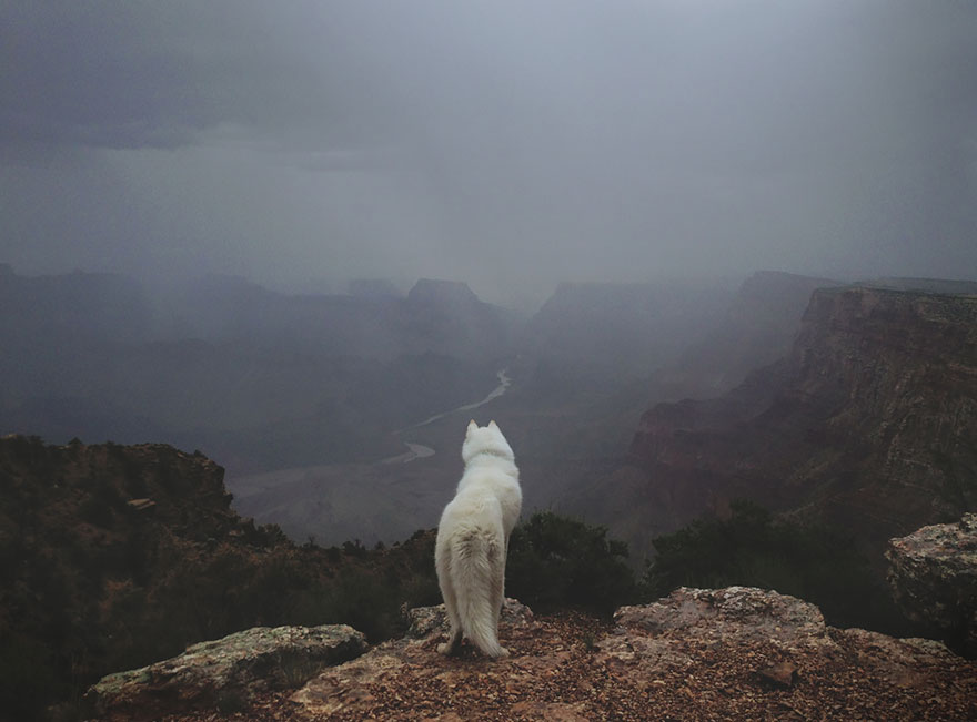 Wild Adventures Of A Man And His Dog In Majestic Nature Photos