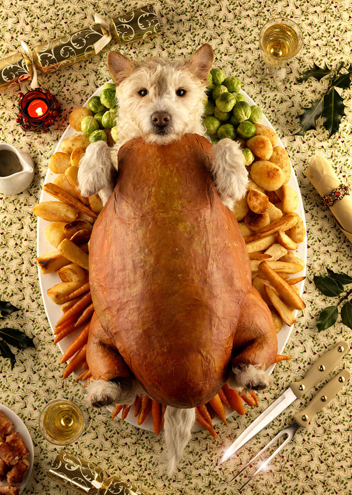 Every Christmas, This Photographer Turns His Dog Into Different Animals