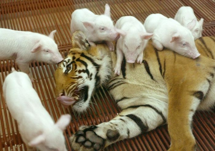 Tiger And Piggies