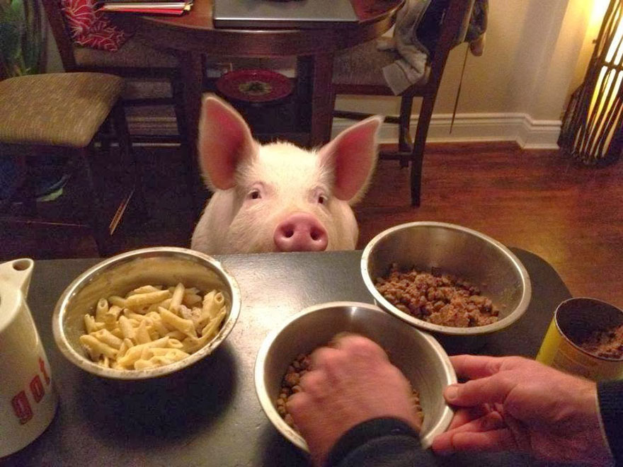 This Couple Thought They Adopted A Mini-Pig, But It Grew Up Into 670 Pounds Of Cuteness