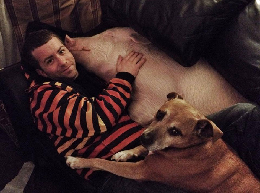 This Couple Thought They Adopted A Mini-Pig, But It Grew Up Into 670 Pounds Of Cuteness