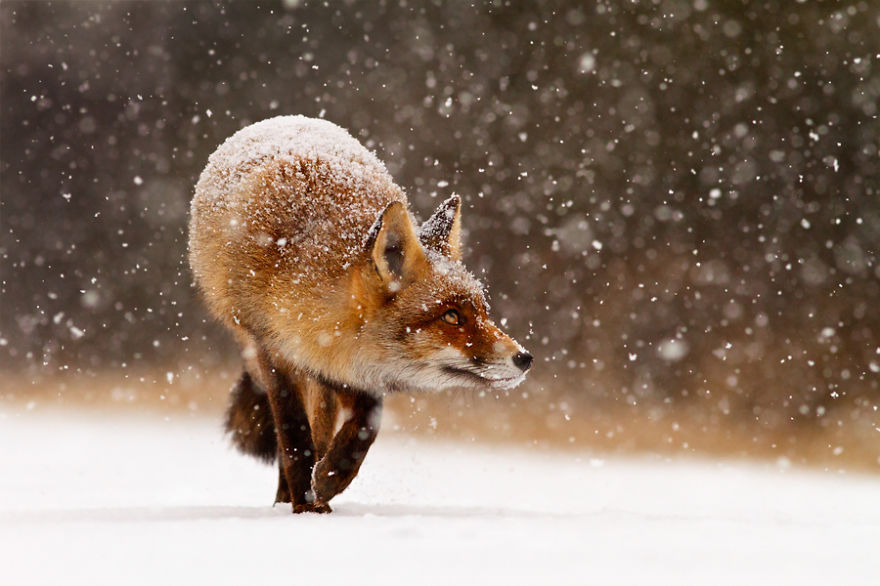 50 Shades Of White With A Touch Of Red: New Winter Foxes By Roeselien Raimond