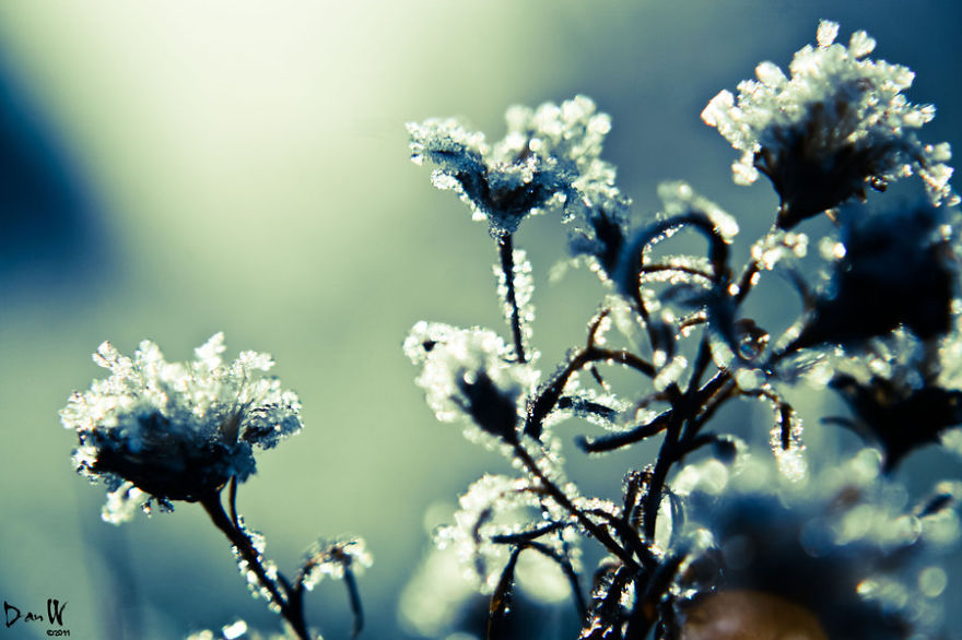 Frozen Flowers