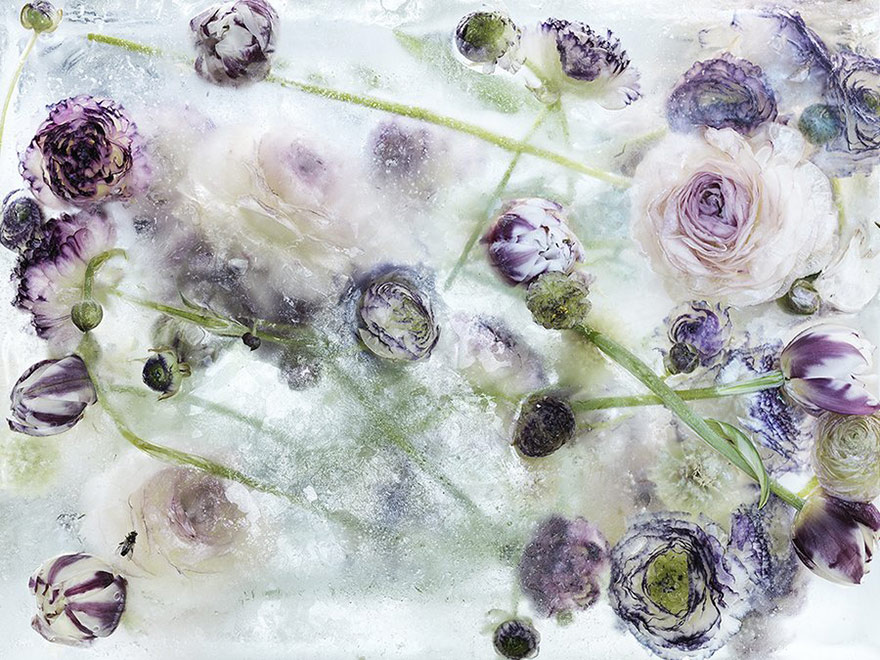 Flowers Frozen In Ice Look Like Beautiful Watercolor Paintings