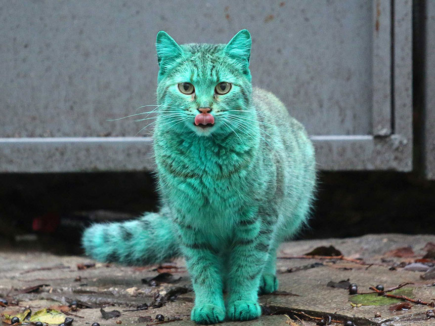 This Stray Cat Accidentally Turned Itself Green 