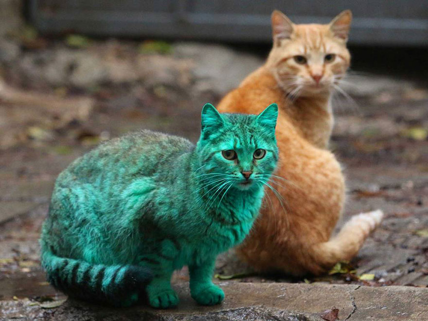 green-cat-varna-bulgaria-5