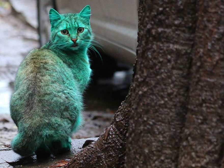 green-cat-varna-bulgaria-6. green cat in bulgaria. cat spray painted green. cat green color. 