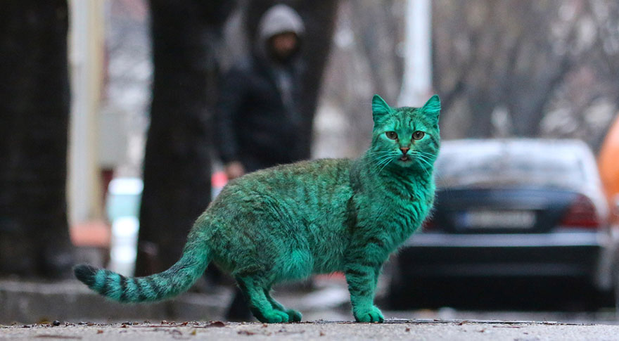 This Stray Cat Accidentally Turned Itself Green 