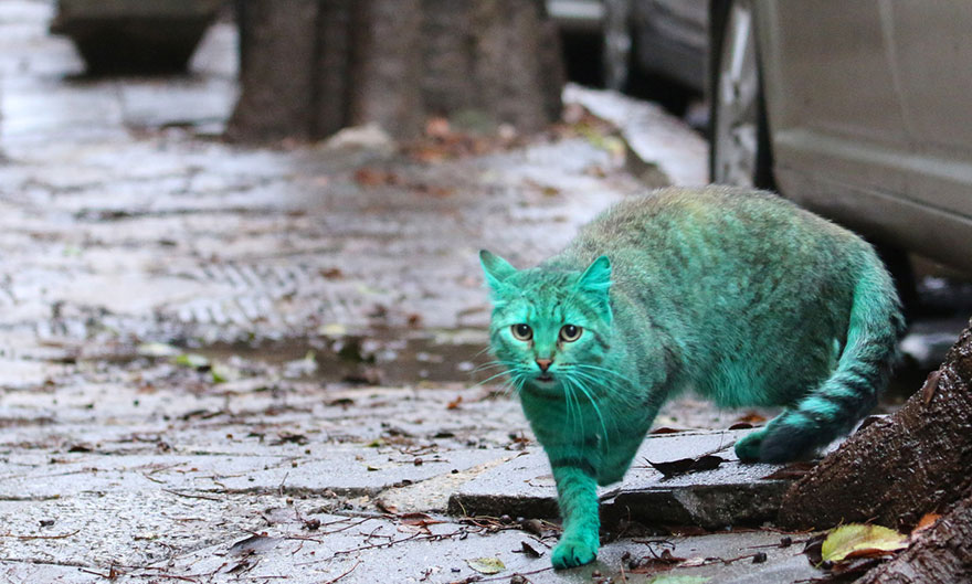 green-cat-varna-bulgaria-9