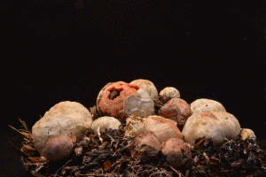 8 Mesmerizing Timelapse GIFs Showing How Mushrooms Grow