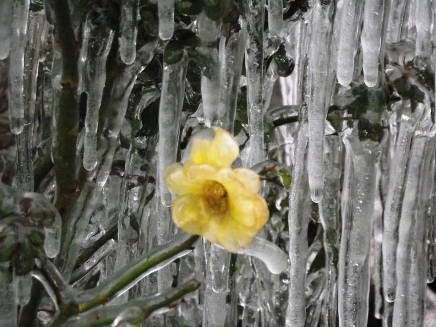Iced Yellow Flower