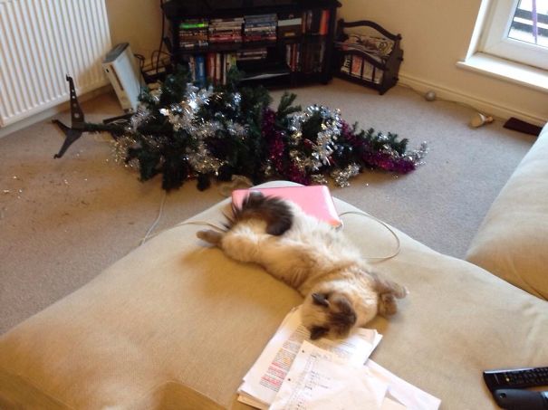 Christmas Tree Destroyed, Time For A Nap