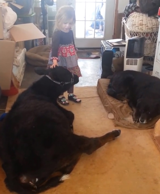This 5-Year-Old Girl Sneaked A Baby Cow Into Her Home To Cuddle With It
