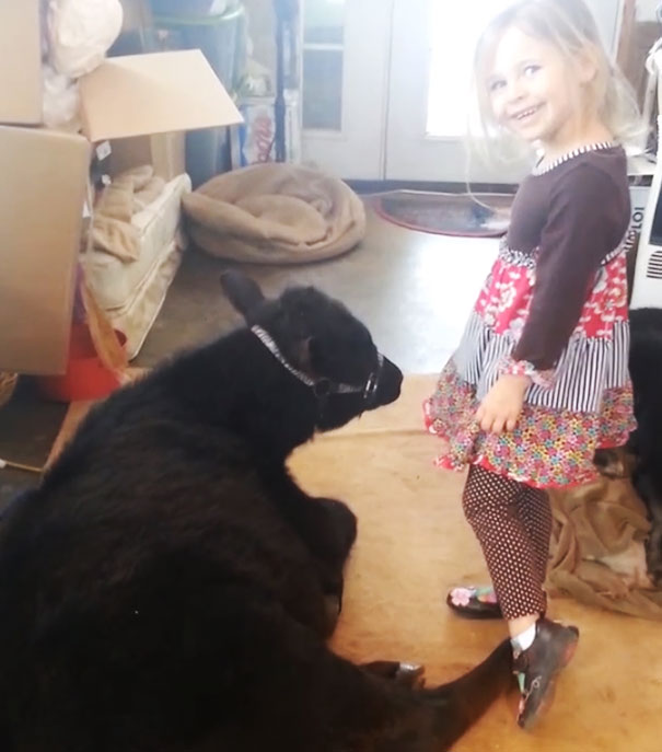 This 5-Year-Old Girl Sneaked A Baby Cow Into Her Home To Cuddle With It