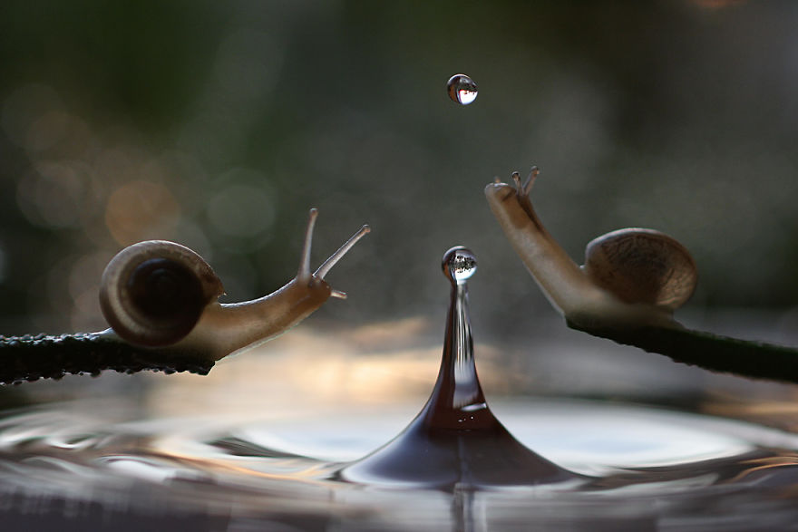 Magical Macro World Of Snails And Bugs By Vadim Trunov