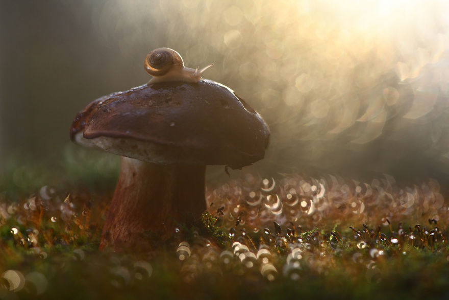 Magical Macro World Of Snails And Bugs By Vadim Trunov