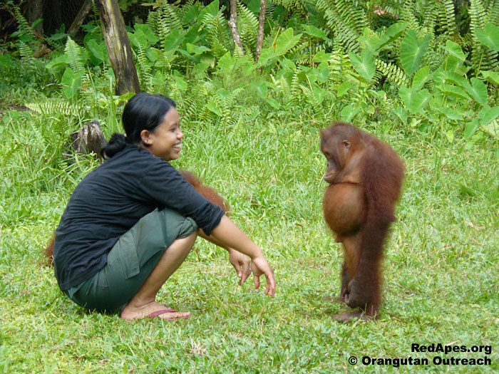 Standoff Between Orangutan And Its Babysitter