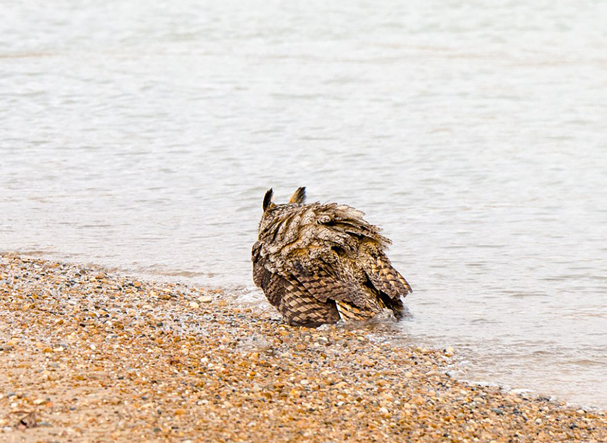 Apparently, Owls Can Swim Now