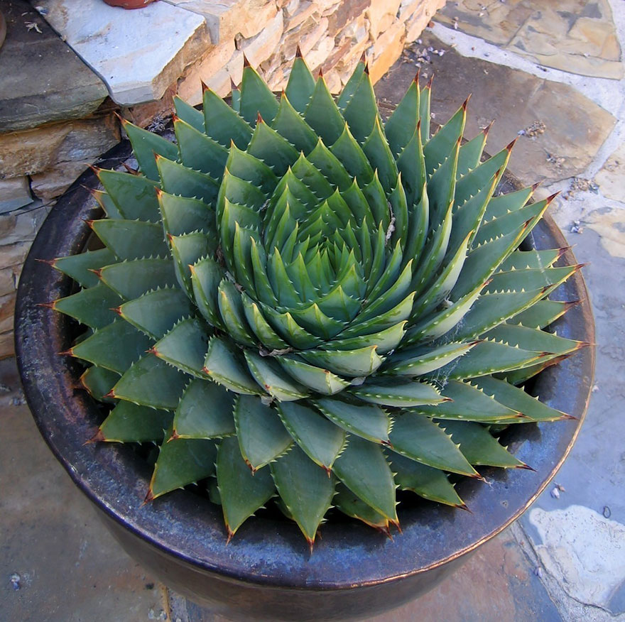 Spiraling Succulent