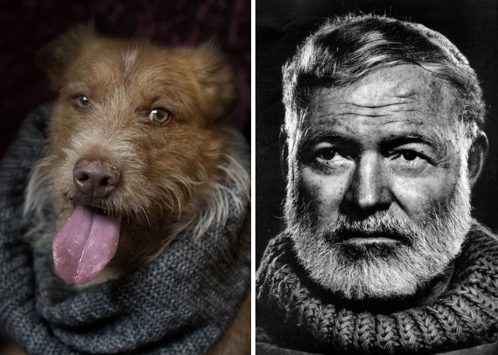 Poetic Dogs: Photo Project Compares Shelter Dogs And Famous Writers’ Expressions