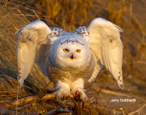 Snowy Owl Angel Wings