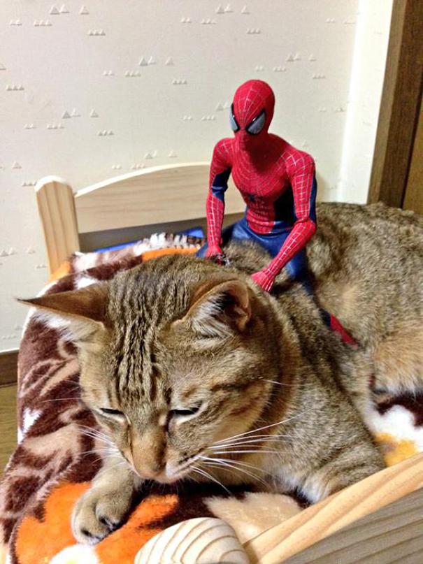 Spider-Man Is Actually A Cat Person