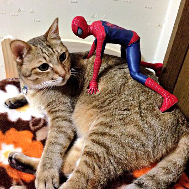 Spider-Man Is Actually A Cat Person