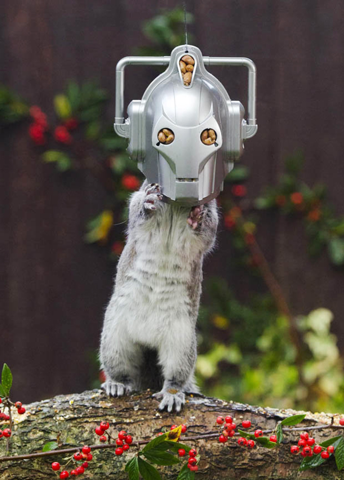 CyberSquirrel: Feeder Turns Squirrel Into Doctor Who's Deadly Enemy