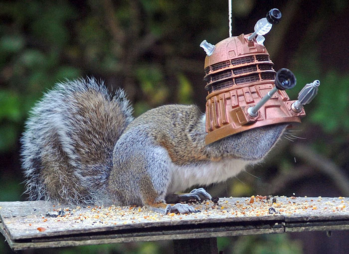 CyberSquirrel: Feeder Turns Squirrel Into Doctor Who's Deadly Enemy
